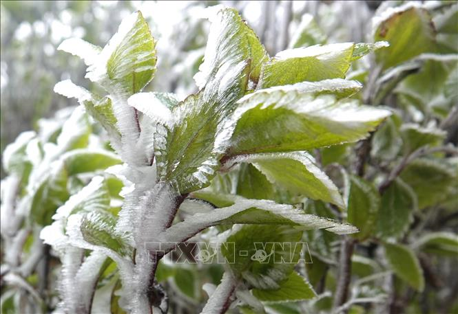 Yên Bái: Xuất hiện băng giá ở vùng cao Mù Cang Chải